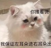 萌宠 猫星人 你接着说 我保证左耳进右耳出 呆萌 可爱