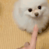 汪星人 萌宠 挑逗 呆萌