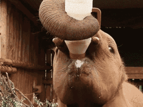 小象 喝奶 抓不到 可爱