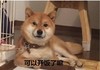 狗狗 萌 可爱 可以开饭了嘛
