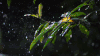下雨 地球脉动 纪录片 美 雨滴