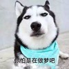 萌宠 汪星人 你怕是在做梦吧 想得美 淘气 机灵