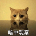 猫 暗中观察 偷窥