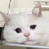 萌宠 猫星人 人间不值得 可怜 呆萌 可爱
