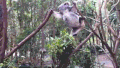 考拉 麻麻 宝宝 桥 温馨 koala