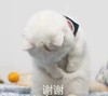 萌宠 猫星人 谢谢 感谢 呆萌 可爱