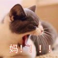 猫咪 喵星人 妈 可爱 凝视