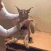 萌宠 猫咪 坐着 无奈