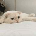 沙雕猫 猫咪 猫 可爱猫 猫表情包 猫咪表情包 小猫