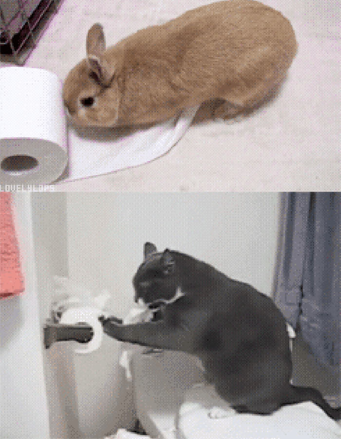 小猫 小兔 卫生纸 运动