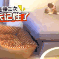 萌宠 可爱 猫 狗 猫 狗 萌宠 可爱