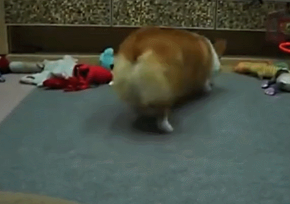 萌宠 狗 猫 动物 可爱 卖萌
