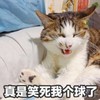 萌宠 喵星人 哈哈哈 真是笑死我了 呆萌 搞怪