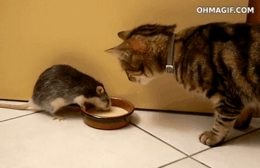 真实版   猫与老鼠   其实   食物