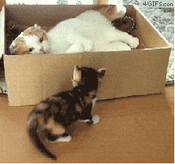 猫咪 纸壳箱 打仗 地板