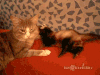 动物 猫咪 喵星人 撒娇