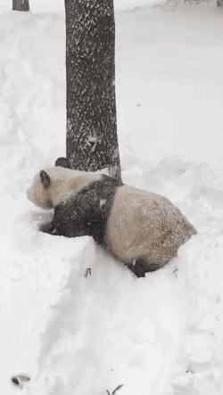 雪 熊猫 玩雪 大熊猫 国宝
