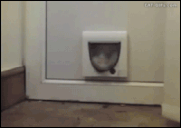 猫咪 跑出来 卡住了 发呆了