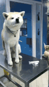 狗狗 打针 张嘴 伸舌头