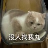 萌宠 喵星人 没人找我玩 无聊 难过 呆萌