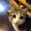 猫咪 可爱 呆萌