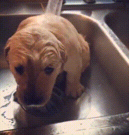 狗狗 洗澡 害怕 哆嗦