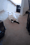 动物 肥胖 小猫 萌宠
