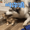 萌宠 狗 叫你浪 王者荣耀 soogif soogif出品