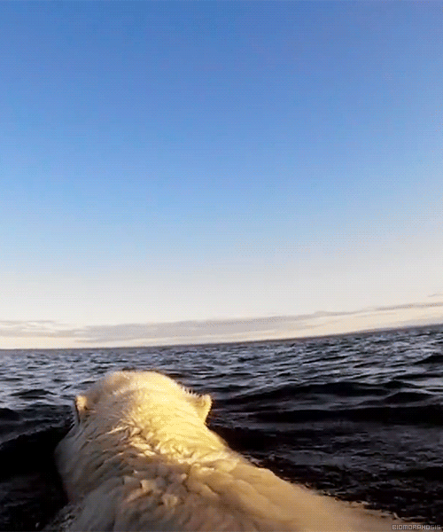 北极熊 游泳 动物 可爱