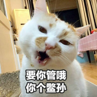 猫咪 要你管哦 你个鳖孙 张嘴