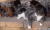动物 可爱 影视 搞笑 游戏 狗狗 猫猫 逗比 玩耍 一起 gif
