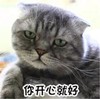 猫咪 无精打采 你开心就好 无奈