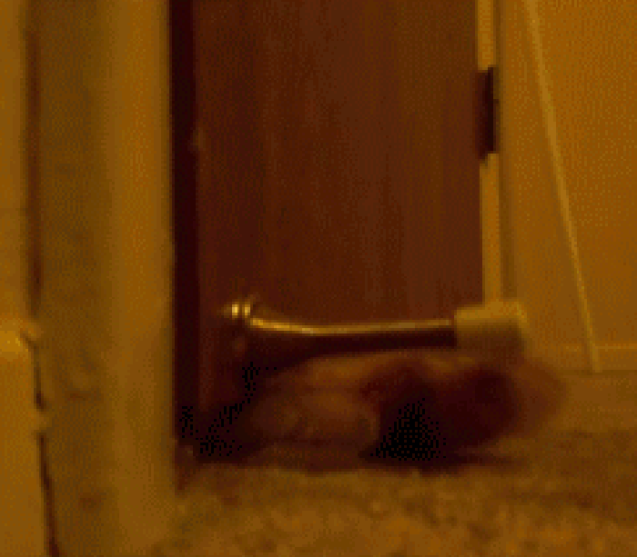 猫爪  动态 地毯 好玩