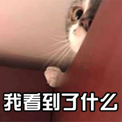 猫 萌宠 喵星人 我看到了什么