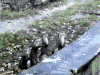 水獭 魔性 otter
