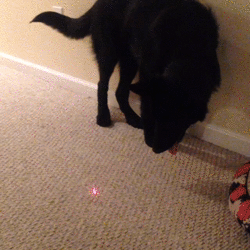 激光 laser 盯 玩