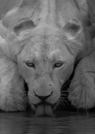 狮子 喝水 伸舌头