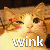 萌宠 猫 喵星人 wink 撩 卖萌 soogif soogif出品