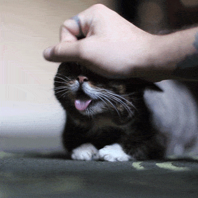 猫咪 吐舌头 萌宠 可爱
