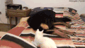 猫咪 狗狗 可爱 玩耍