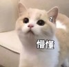 萌宠 猫星人 懵懂 无辜 呆萌 可爱