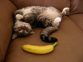 猫咪 香蕉 可怕 搞笑