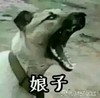 有趣 恶狗 吓人 嚣张