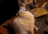 猫咪 搞笑 杯子套头 可爱