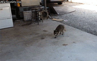 猫 抢食 跑完就跑