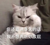 萌宠 猫星人 你还要说多久的话 我不想再听你放屁 呆萌 可爱