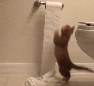 猫咪 卫生间 淘气 卫生纸