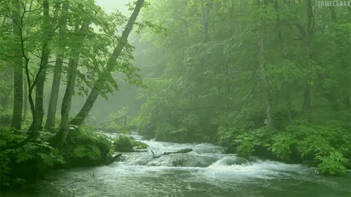河中巨怪 树林 流水 RIVER+MONSTERS