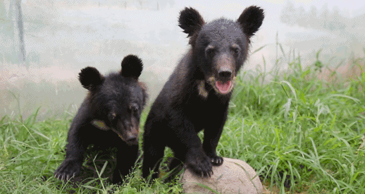 上海野生动物园 小黑熊
