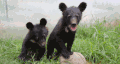 上海野生动物园 小黑熊